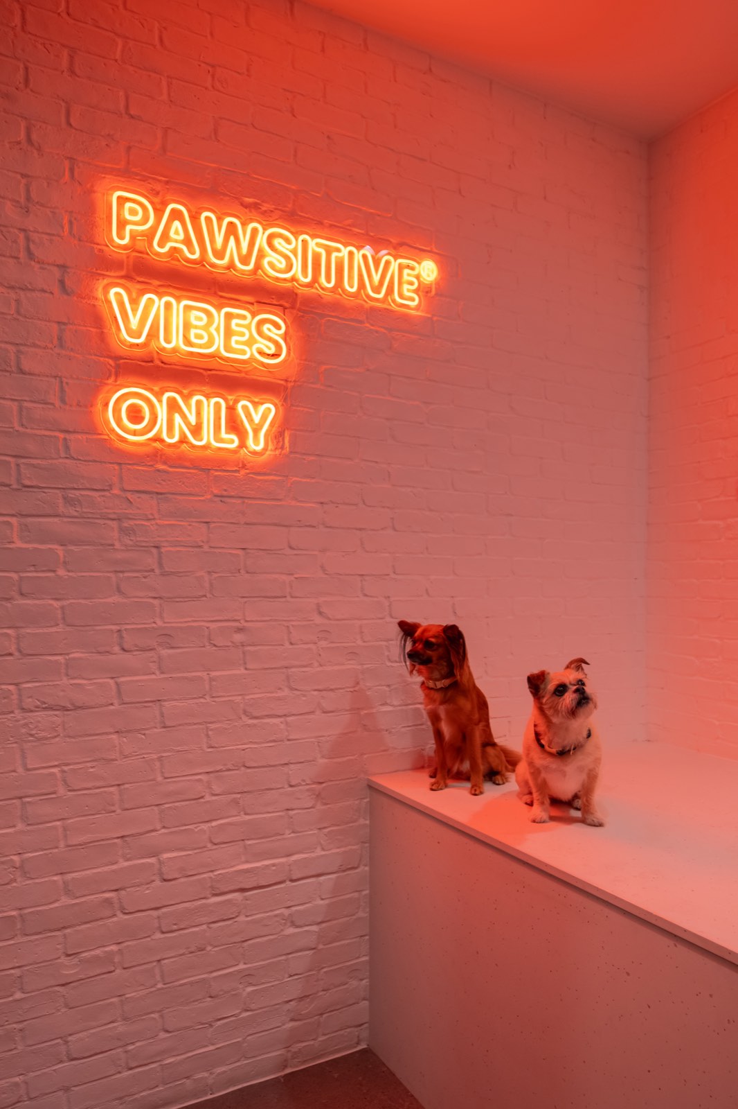 Pet Spa